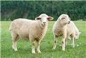 Veranstaltungsbild Ein Tag rund ums Schaf (1)